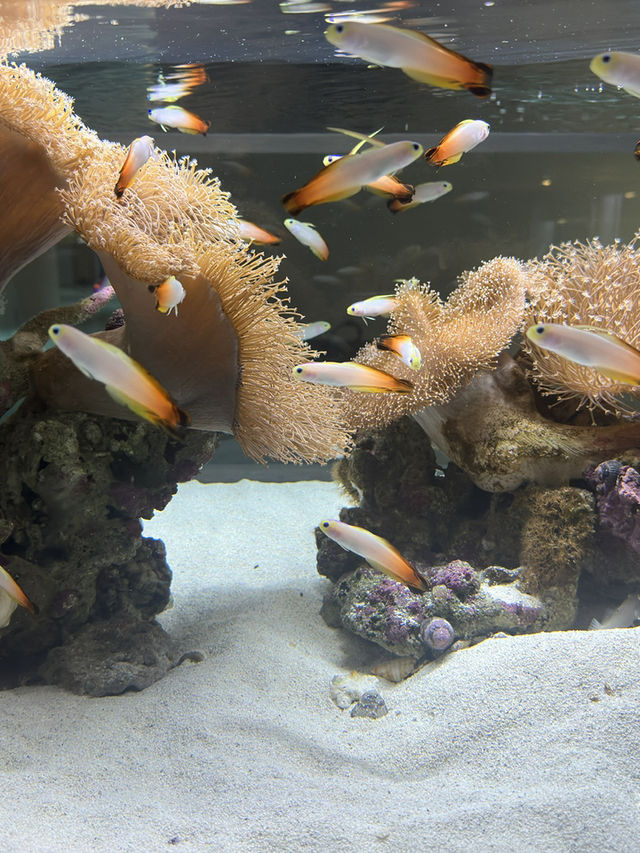 【北海道】デジタルな水族館 【北海道】デジタルな水族館