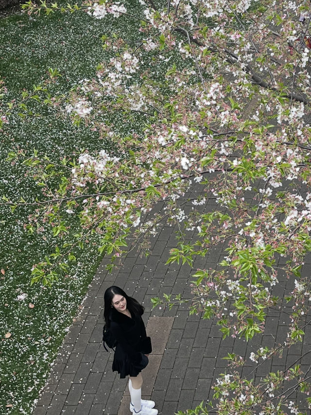 🌸 Cherry Blossom in Shanghai 🇨🇳