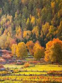 Golden Silence: Discovering Hemu in Autumn