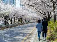 安養川（アニャンチョン）の桜並木で春散歩🌸🌿