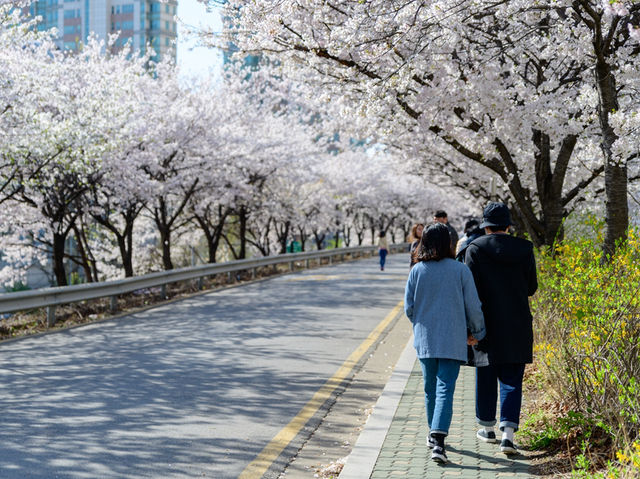 安養川（アニャンチョン）の桜並木で春散歩🌸🌿