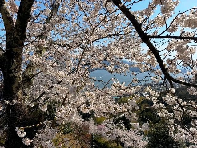 海之京都賞櫻趣，日本三景之一天橋立