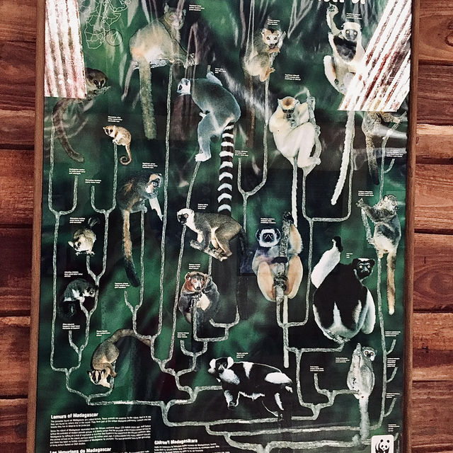 Lemur Island｜看狐猴的最佳地點之一