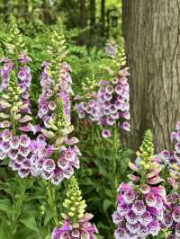 Snapdragons & Serenity: Spring Stroll in Taiziwan Park