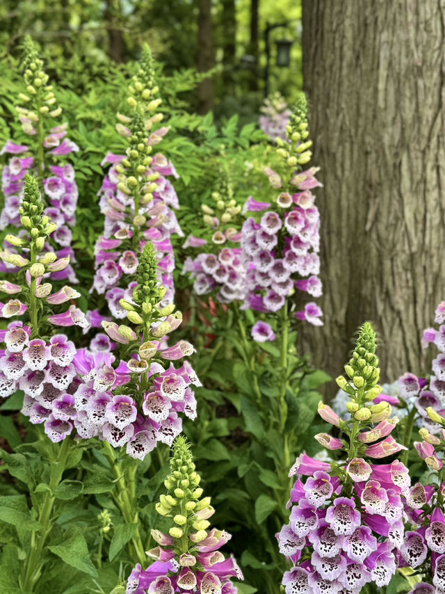 Snapdragons & Serenity: Spring Stroll in Taiziwan Park
