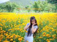 ทุ่งดอกดาวเรือง อ.สะเมิง จ.เชียงใหม่