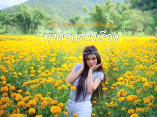 ทุ่งดอกดาวเรือง อ.สะเมิง จ.เชียงใหม่