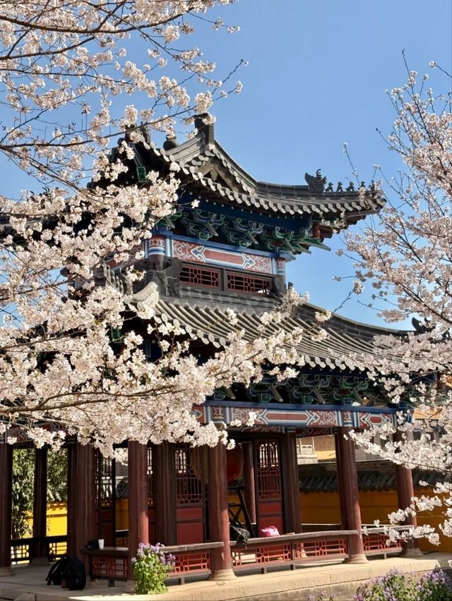 Three Kingdoms & Water Margin Town Cherry Blossom