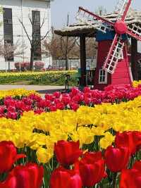Pyeongtaek in Bloom: A Tulip Fantasy 🌷