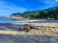 dog beach 