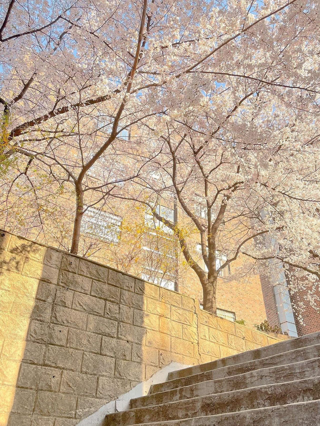 “Spring Blooms at Chosun University: A Hidden Cherry Blossom Haven” “Spring Blooms at Chosun University: A Hidden Cherry Blossom Haven”