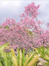 Guangzhou's cherry blossoms are in full bloom, so beautiful in pink! 🌸