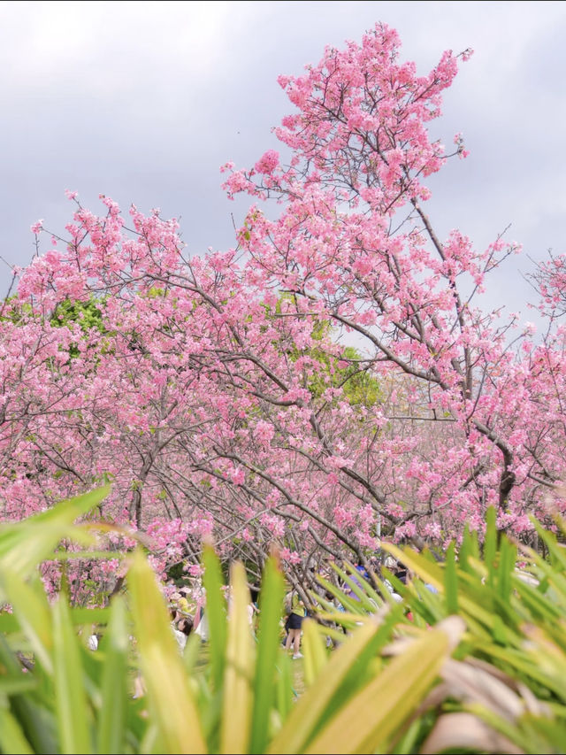 Guangzhou's cherry blossoms are in full bloom, so beautiful in pink! 🌸