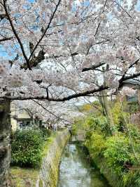 Philosopher’s Path Cherry Blossoms – Kyoto’s Most Poetic Walk