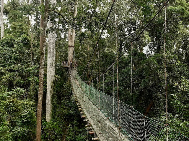 🌿 Maliau Basin: The Lost World Adventure You NEED to Try! 🦎