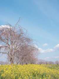 🌸 Chiba’s Hidden Gem: Sakura and Canola Flower Fields at the Kanyu Castle Museum 🌸