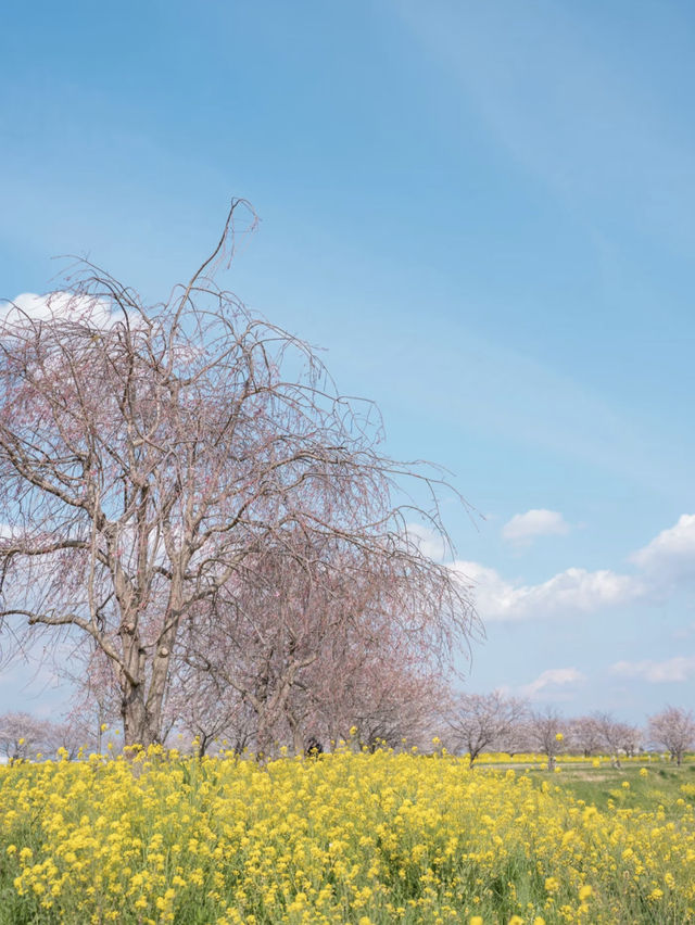🌸 Chiba’s Hidden Gem: Sakura and Canola Flower Fields at the Kanyu Castle Museum 🌸