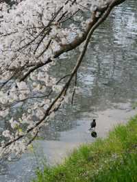 Nara | A Hidden Gem for Cherry Blossoms in Kansai 🌸🚶‍♀️