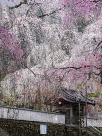 Ancient Elegance: The Weeping Sakura of Seiunji Temple