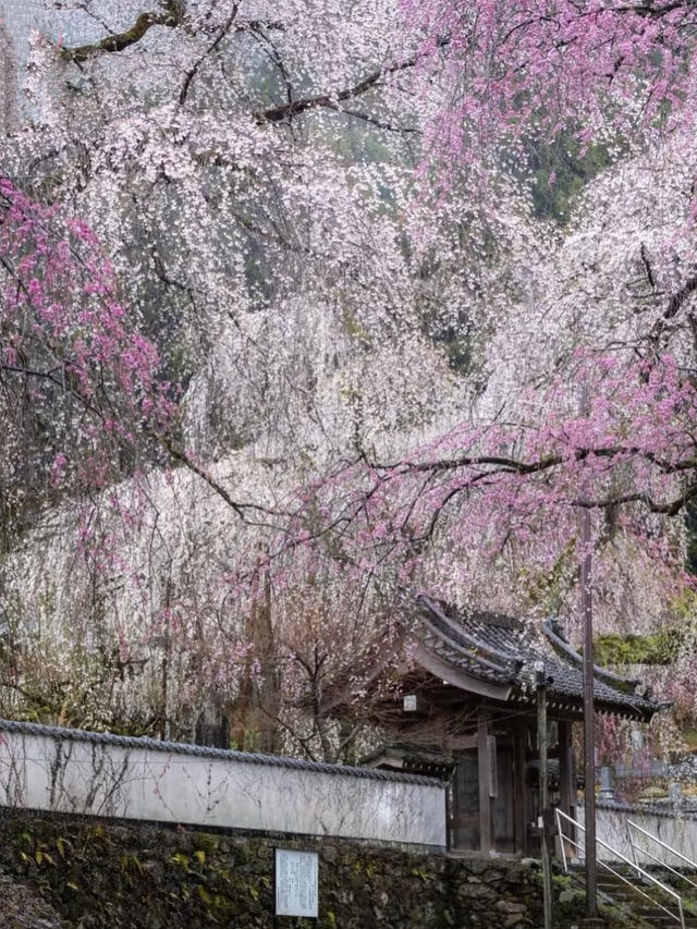 Ancient Elegance: The Weeping Sakura of Seiunji Temple