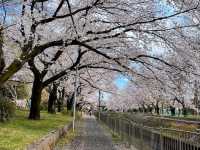 東京-善福寺川綠地，沿著河岸散步的賞櫻秘境