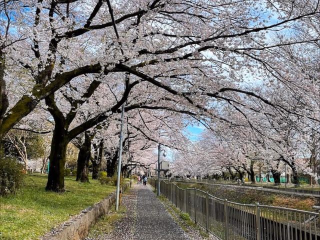 東京-善福寺川綠地，沿著河岸散步的賞櫻秘境
