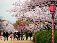 Osaka Castle Park Cherry Blossoms: A Fairytale in Pink