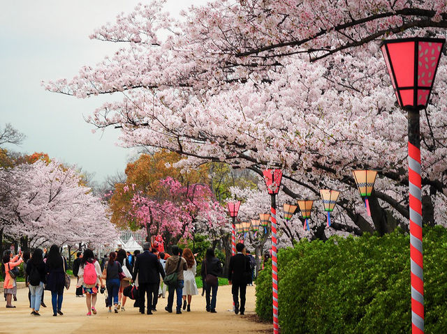 Osaka Castle Park Cherry Blossoms: A Fairytale in Pink