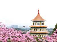 Tianyuan Temple Cherry Blossoms: Taiwan’s Most Divine Floral Sanctuary