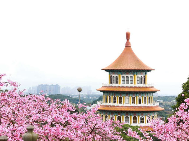 Tianyuan Temple Cherry Blossoms: Taiwan’s Most Divine Floral Sanctuary