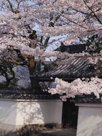 A Hidden Tunnel of Blossoms: Kyoto’s Secret Sakura Shrine
