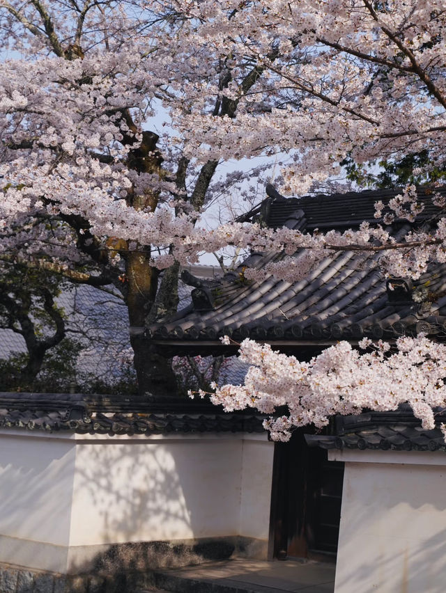 A Hidden Tunnel of Blossoms: Kyoto’s Secret Sakura Shrine
