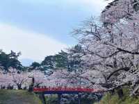 Enchanting Cherry Blossom Rain: A Must-See at Hirosaki Park
