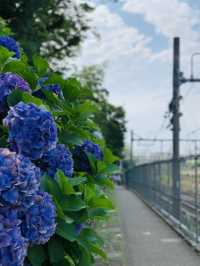 【東京】電車と紫陽花が撮れる映えスポット