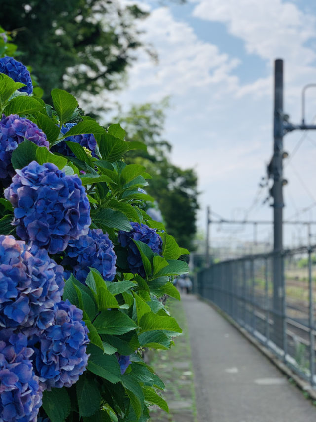 【東京】電車と紫陽花が撮れる映えスポット