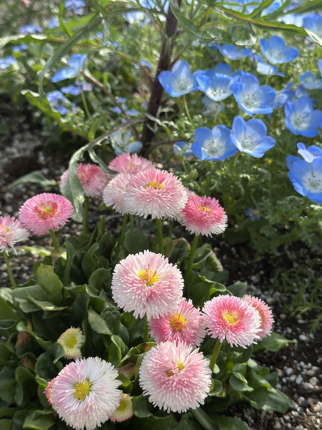4月去福岡不要錯過這片春日花海
