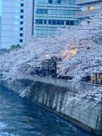 “Twilight Petals: The Lantern River of Meguro”