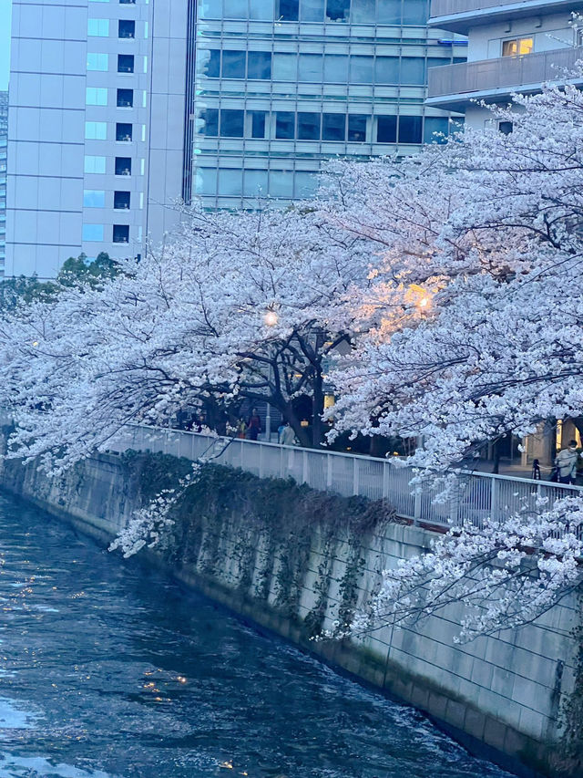 “Twilight Petals: The Lantern River of Meguro”
