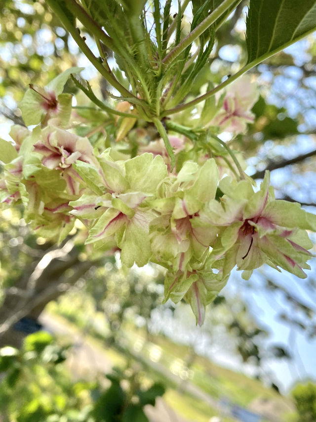 【季節の花を愛でる旅】フラワーパーク