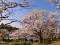朝倉市甘木公園，福岡縣隱藏版賞櫻的市民公園