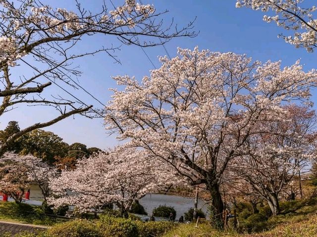 朝倉市甘木公園，福岡縣隱藏版賞櫻的市民公園