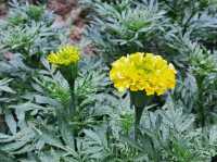 Golden blooms light up Benjakitti Park 