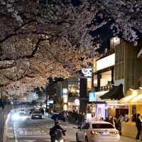 Cherry Blossoms at Oncheoncheon River: A Springtime Gem
