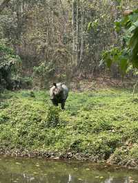 Drive to Twenty Thousand Lake (Bis Hazari Tal), Tikauli, Chitwan: A Wild Encounter