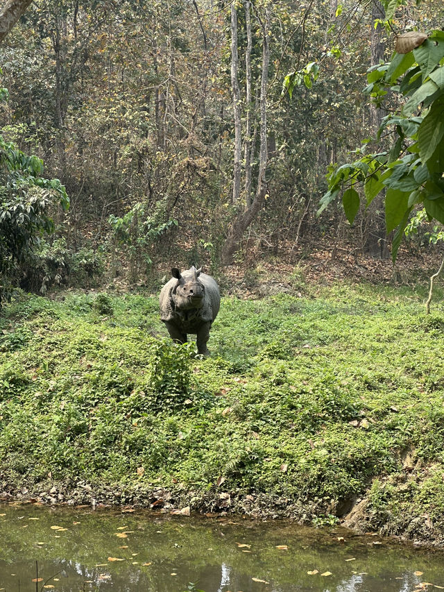 Drive to Twenty Thousand Lake (Bis Hazari Tal), Tikauli, Chitwan: A Wild Encounter
