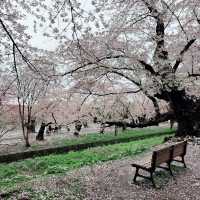 Sakura Dreams at Hirosaki Castle🌸 