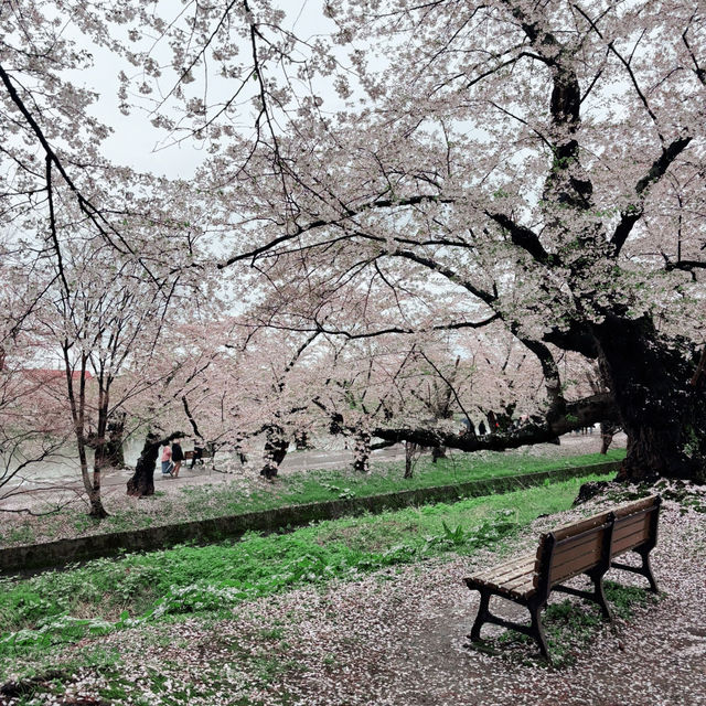 Sakura Dreams at Hirosaki Castle🌸 