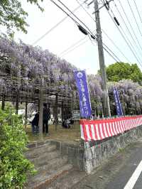 【福岡観光】樹齢100年以上の藤棚が広がる公園✨️