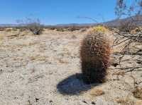Anza-Borrego Desert State Park – CA