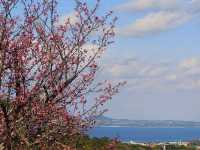 沖繩賞櫻---八重岳櫻之森公園，感受一下日本傳統祭典的氛圍！